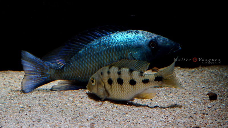 Fossorochromis rostratus